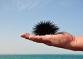 Sea urchin.