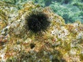 Sea-urchin Royalty Free Stock Photo