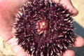 Sea urchin Royalty Free Stock Photo