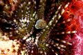 Sea urchin Royalty Free Stock Photo