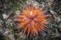 Sea Urchin Royalty Free Stock Photo