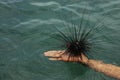 Sea Urchin Royalty Free Stock Photo