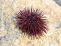 Sea urchin