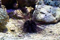 Sea urchin