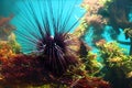 Sea-urchin Royalty Free Stock Photo
