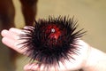 Sea urchin Royalty Free Stock Photo