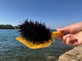 Underwater hedgehog with sharp spines. Sea urchin against the backdrop of the Adriatic Sea. Sea creature on the sea coast