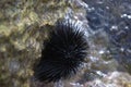 A sea urchin attached to a rock Royalty Free Stock Photo