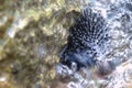 A sea urchin attached to a rock Royalty Free Stock Photo