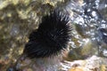 A sea urchin attached to a rock Royalty Free Stock Photo