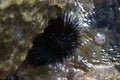 A sea urchin attached to a rock Royalty Free Stock Photo