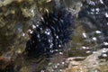 A sea urchin attached to a rock Royalty Free Stock Photo