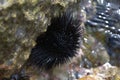 A sea urchin attached to a rock Royalty Free Stock Photo