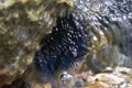 A sea urchin attached to a rock Royalty Free Stock Photo