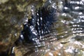 A sea urchin attached to a rock Royalty Free Stock Photo