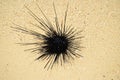 Sea Urchin Royalty Free Stock Photo