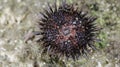 Sea urchin on the beach sand in Gunungkidul