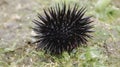 Sea urchin on the beach sand in Gunungkidul