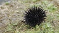 Sea urchin on the beach sand in Gunungkidul