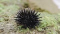 Sea urchin on the beach sand in Gunungkidul