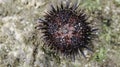 Sea urchin on the beach sand in Gunungkidul