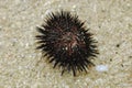 Sea urchin on the beach sand in Gunungkidul