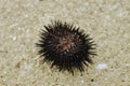 Sea urchin on the beach sand in Gunungkidul