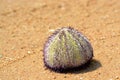 Sea urchin Royalty Free Stock Photo