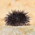 Sea urchin, Black Echinoidea, on a stone