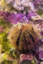 Sea urchin. Brown sphere urchin Mespilia