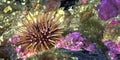 Sea Urchin, Cabo Cope Puntas del Calnegre Regional Park, Spain Royalty Free Stock Photo