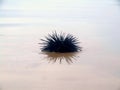 Sea urchin cast up on a beach