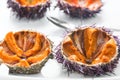 Sea Urchin with caviar close-up, isolated on white background. Fresh sea urchins