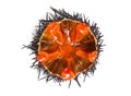 Sea Urchin with caviar close-up, isolated on white background. One Fresh sea urchin