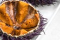 Sea Urchin with caviar close-up, on white background. One fresh sea urchin