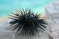 Sea urchin close-up in Greece Royalty Free Stock Photo