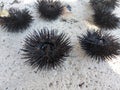 Sea Urchin close up, macro photo on the coast beach on the seaside Croatia, Dubrovnik