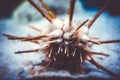 Sea urchin close-up view