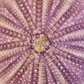 Sea urchin closeup