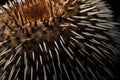 Sea urchin closeup photo. Generate AI