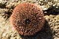 Sea urchin closeup