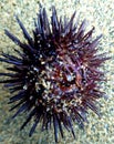 Sea Urchin Costa Rica