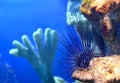 Sea urchin Diadema setosum