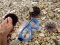 Sea urchin, diving mask and foot Royalty Free Stock Photo