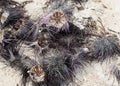 Sea urchin dry open prey delicacy long needles dried on the beach against a background of shallow white sand Royalty Free Stock Photo