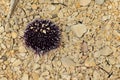 Sea urchin Echinoidea also called sea hedgehog on stony beach in shallow water, some stones on his spines