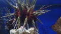 Sea urchin Echinoidea in the aquarium