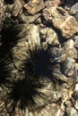 Sea urchin Echinothrix diadema. Close-up Royalty Free Stock Photo