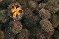 Sea Urchin, echinus esculentus, at Fishmonger`s shop