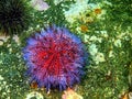 Sea urchin Echinus Royalty Free Stock Photo